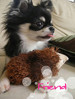 rintoy1.jpg