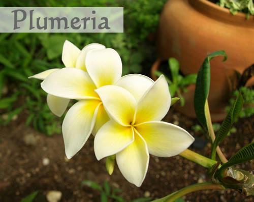 plumeria1.jpg