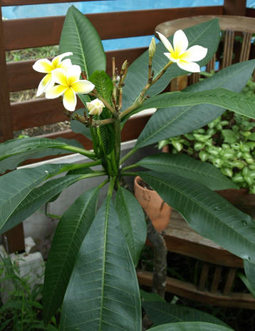plumeria2.jpg