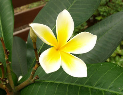 plumeria3.jpg