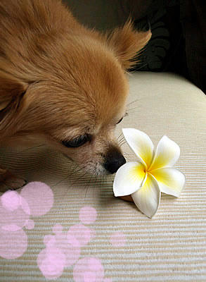 plumeria4.jpg