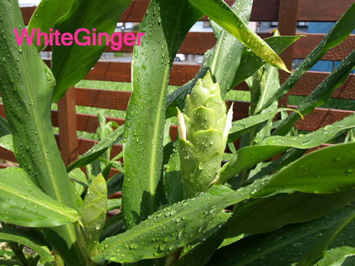 whiteginger2.jpg