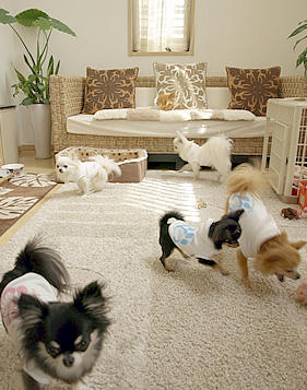 findthedogs2.jpg