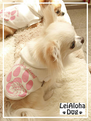 dogwear.jpg
