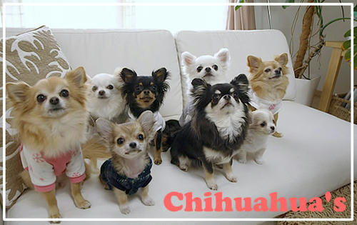 chihuahuas.jpg