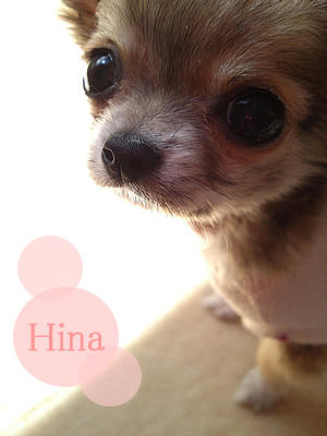 hina2.jpg