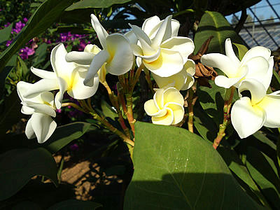 plumeria2011.jpg