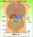 体内メーカーダイエット
