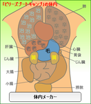 体内メーカーダイエット