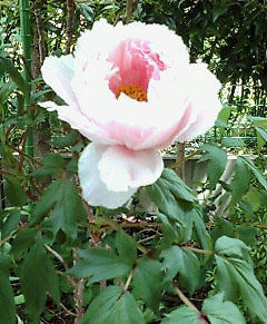 20100510124046.jpg