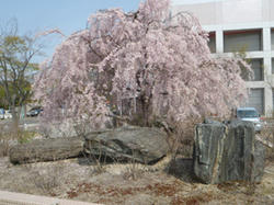 201104271.jpg