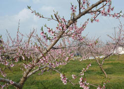 201104275.jpg