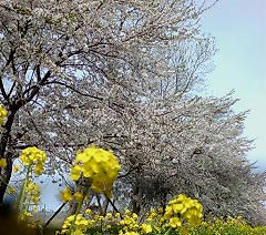 201205092.jpg