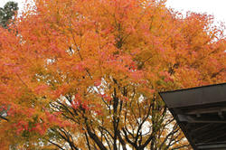 20121112.jpg