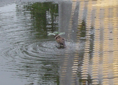 DSC09798.JPG