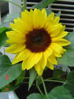 DSC00005.JPE