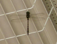 DSC00013a.JPG