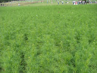 DSC00753.JPG