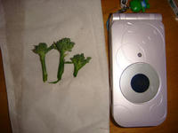 DSC00876.JPG