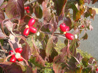 DSC01310.JPG