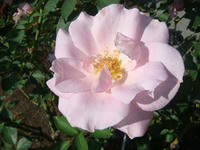 DSC01458.JPG