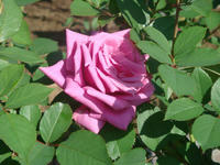 DSC01460.JPG