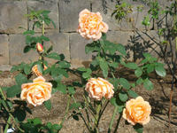 DSC01462.JPG