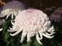 DSC01565.JPG