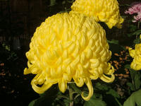 DSC01597.JPG