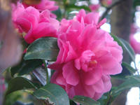 DSC01825.JPG