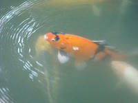 DSC01833.JPG