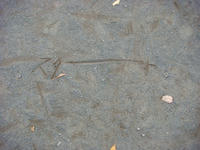 DSC02146.JPG