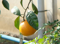 DSC02172.JPG