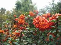 DSC02183.JPG