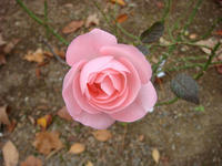 DSC02192.JPG