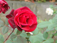 DSC02193.JPG