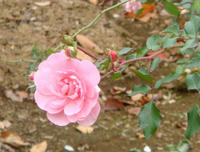 DSC02194.JPG