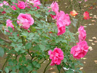 DSC02196.JPG