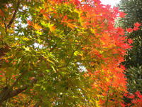 DSC02249.JPG