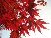 DSC02253.JPG