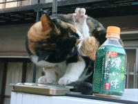 DSC02270.JPG