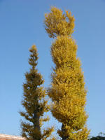 DSC02656.JPG