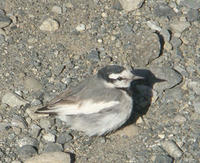 DSC03337.JPG