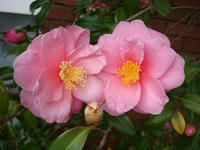 DSC04184.JPG