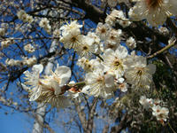 DSC04205.JPG