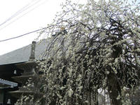 DSC04422.JPG