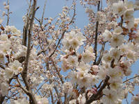 DSC04475.JPG