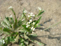 DSC04491.JPG