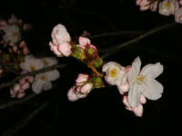 DSC04725.JPG