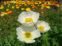 DSC04842.JPG